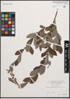 Foto von Salix cinerea L.